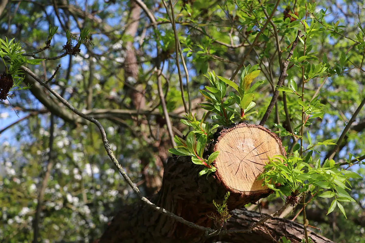 Élagage d'un arbre par RD Couverture Élagage en Normandie