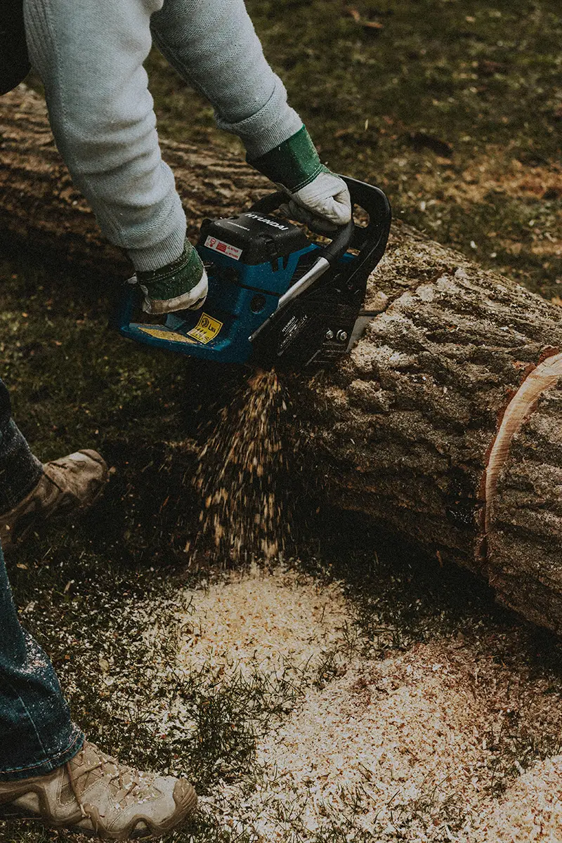 Abattage et dessouchage d'un arbre par RD Couverture Élagage